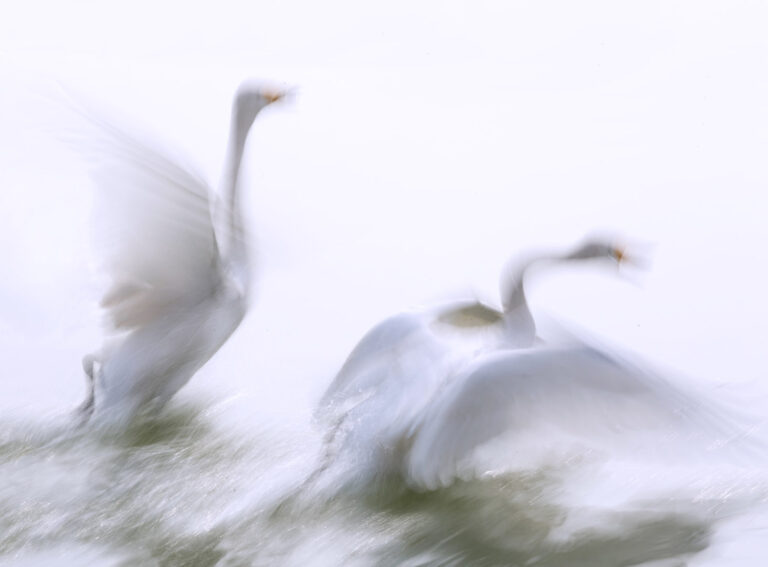 Zhang Chuansong - Beauty-of-swans-10